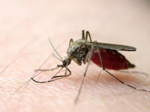 蚊蟲叮咬紅腫怎么辦？怎樣防止蚊蟲叮咬