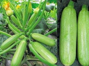 西葫蘆怎么做好吃？怎么炒西葫蘆不出湯