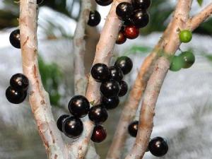 嘉寶果多少錢一斤？嘉寶果如何選購