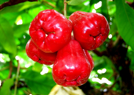 ʳɏFע(xing)-ɏFĹЧc