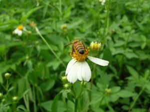 吃蜂王乳要小心，恐致乳房纖維囊腫