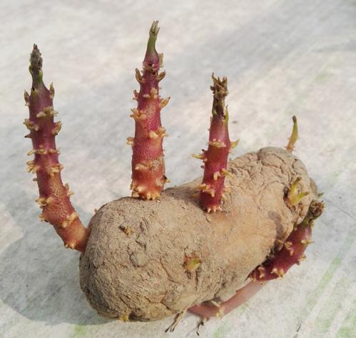 lѿ˰ѿȥԳԆ᣿LһccСѿ߀ܳԆ