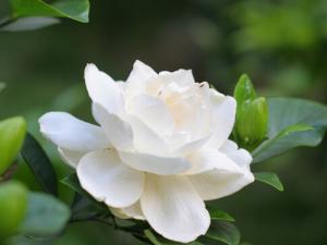 梔子花的簡介-梔子花的風水學應用