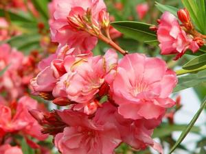 夾竹桃對(duì)家居環(huán)境的影響-夾竹桃的風(fēng)水學(xué)應(yīng)用