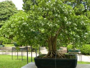 九里香對(duì)家居環(huán)境的影響-九里香的風(fēng)水學(xué)應(yīng)用