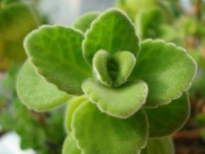 碰碰香與家居風格的搭配-碰碰香的風水學應(yīng)用