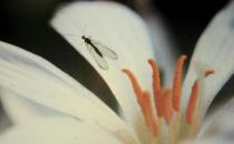 家里有小飛蟲怎么辦？怎樣根除花盆里的小飛蟲