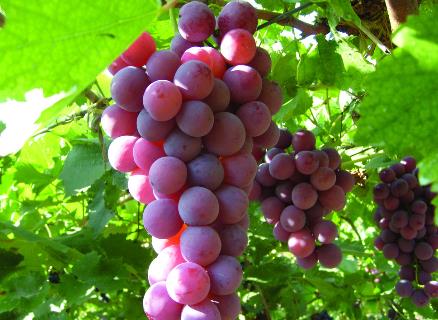 葡萄不能和什么一起吃？吃葡萄的飲食禁忌