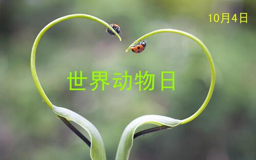 世界動物日是幾月幾日？公歷10月4日是什么節日