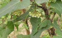 如何防輻射？白領人士防輻射食物