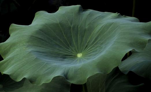 干荷葉泡水喝能減肥 ？