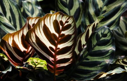 孔雀竹芋的簡介-孔雀竹芋的養(yǎng)殖方法