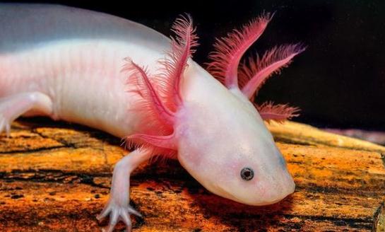 六角恐龍魚吃什么?六角恐龍魚怎么養(yǎng)?