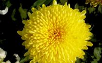 幾個讓你皮膚變白的小秘方