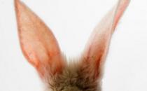 耳朵進異物的處理方法