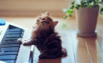 小貓的飼養管理方法