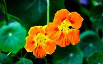 旱金蓮都有什么品種？旱金蓮的簡(jiǎn)介