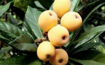 枇杷營養好 預防癌癥增食欲