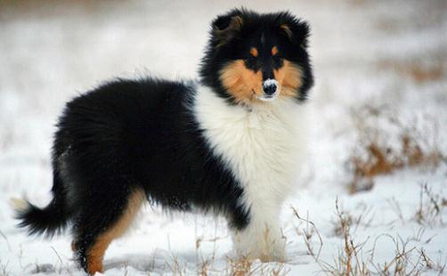 實(shí)用家居妙招：去除白色家具的污跡