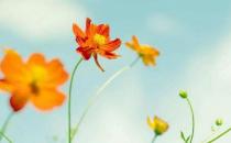 花香竟能夠養生？