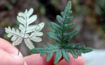 粉背蕨的功效與作用 藥用價(jià)值