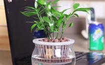水培植物的養護技巧 養護水培植物的注意事項