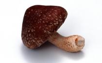 素有植物皇后之譽的香菇 香菇營養價值及做法