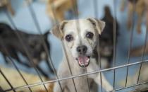 ?認識狂犬病 多一份認知就少點恐慌 