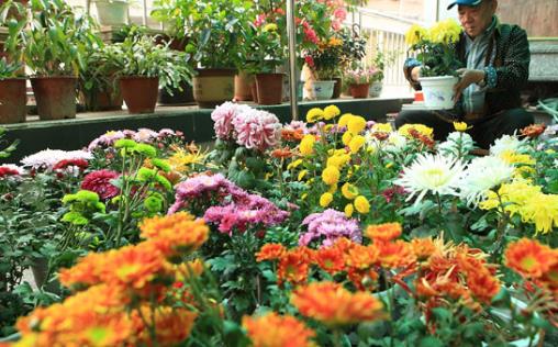 施草木灰對養花的好處 正確使用草木灰的竅門