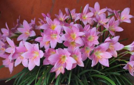 施草木灰對養花的好處 正確使用草木灰的竅門