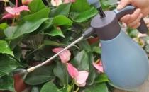 ?養花澆水過程中需要掌握的小竅門 扣水和回水的區別
