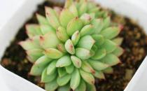 ?你家的花活不了 學花市選花技巧助你養好花