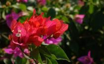 ?耐干旱好養活的花種推薦 常見植物的種植秘籍