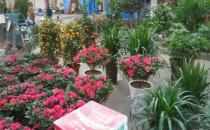 ?廚房剩菜不要扔搖身一變為盆花肥料 簡直好用極了