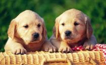 ?教你如何訓練你的愛寵 訓練狗狗需正確的方法和耐心