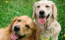 ?夏天狗狗是否能吃西瓜 科學喂養讓狗主子健康度夏