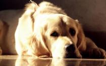 ?金毛遛完后肉墊竟然受傷 養護狗狗一定要注意的細節