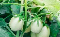 ?吃蔬菜也有的講究 吃錯就會要命