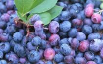 ?藍莓增強記憶力及自身免疫力 吃藍莓的禁忌