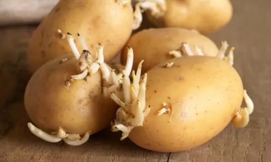 這4類發(fā)芽菜發(fā)芽不能食用 不利人體健康