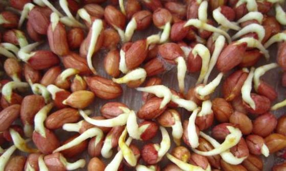 這4類發(fā)芽菜發(fā)芽不能食用 不利人體健康