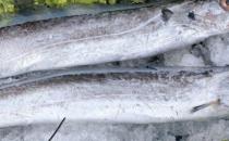 ?帶魚的清洗方法 帶魚好吃又簡單的做法