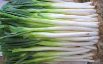 ?大蔥的功效與作用 3類人不宜吃蔥