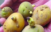 ?土豆發(fā)芽不能吃了就得扔掉？四種巧用發(fā)芽土豆的實用小妙招