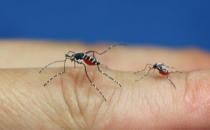 ?推薦驅(qū)除蚊子的好方法 整夜都不會被蚊子打擾哦