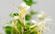 ?金銀花的功效與作用泡水喝的功效，金銀花金銀花泡水喝有什么功效